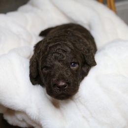 Aussiedoodle Puppies from Aspen River Doodles