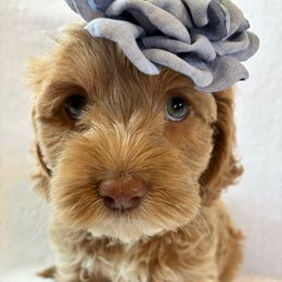Astrid - Buff and white female Cockapoo puppy in Adrian, Oregon from ApplebyFarm