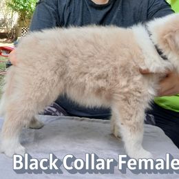 Black Collar Female - Lilac merle female Border Collie puppy in Gloucester, Virginia from Peachy Keen Border Collies