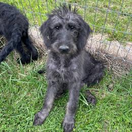 Willow - Black female Assorted Doodle Crosses puppy in Kansas City, Missouri from Beary GoldenDoodles