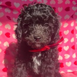 Michael - male Aussiedoodle puppy in Utica, Ohio from Poodle Me Crazy