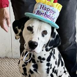 Dalmatians from Gateway Farm Dalmatians