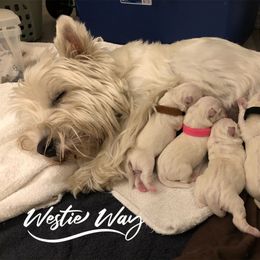 Shihpoo, Shih Tzu, and West Highland White Terrier Puppies from Westie Way & Polly Tzu Shih tzu and more