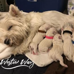 Shihpoo, Shih Tzu, and West Highland White Terrier Puppies from Westie Way & Polly Tzu Shih tzu and more