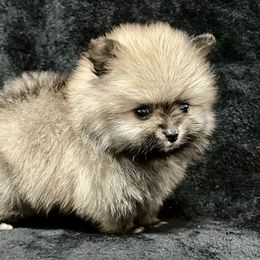 Pomeranian Puppies from POMS USA