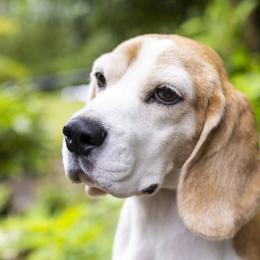 Brie - Beagle