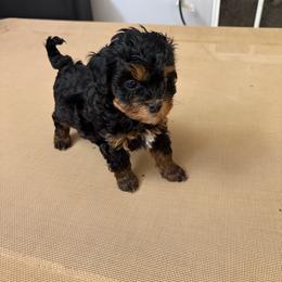 Queenie - Black female Havapoo puppy in Hudson, Indiana from A&G Maltipoos