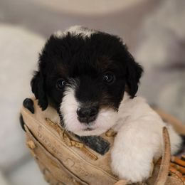 Sinatra - Tri-color male Double Doodle puppy in Prescott Valley, Arizona from Ramirez Family Doodles