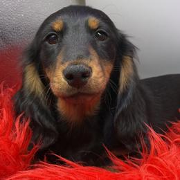 Doogal - Black and tan male Dachshund puppy in Salyersville, Kentucky from Lavendell Dachshunds