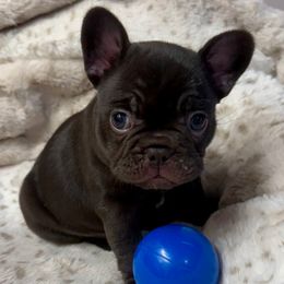 Chocolate Kiss - Liver female French Bulldog puppy in Elberta, Alabama from Blue Ribbon French Bulldogs