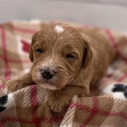 Benny - Red  male Goldendoodle puppy in Kansas City, Kansas from Bella & Ivy’s Mini Goldendoodles of KC