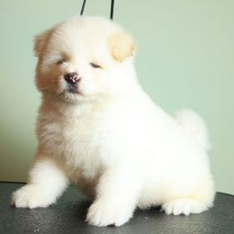 Mr Tibbs - White male Akita puppy in Rahway, New Jersey from Apexx Akitas