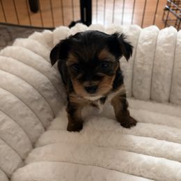 Maverick - Chocolate, tan and white male Yorkshire Terrier puppy in Sparks, Nevada from Barter Town Yorkies