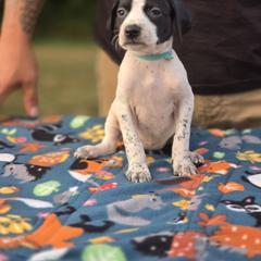 Light blue collar female - Black and white female Pointer puppy in New York from Bishop Kennels