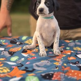 Light blue collar female - Black and white female Pointer puppy in New York from Bishop Kennels