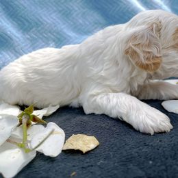Cockapoo and Pomeranian Puppies from Luna Kennel