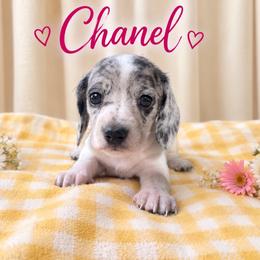 Chanel - Piebald female Dachshund puppy in Hockley, Texas from Shans Down Home Doxies