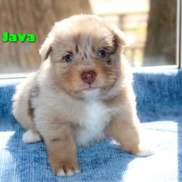 Java - Red merle male Australian Shepherd puppy in Coldwater, Michigan from Northern Star Australian Shepherds