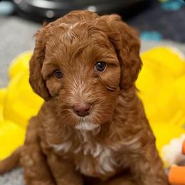 Everest - Caramel red female Australian Labradoodle puppy in Oregon from Forever Loyal Labradoodles