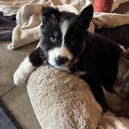 Girl - 3 Purple collar - Black female Siberian Husky puppy in Independence, Wisconsin from Hito's Huskies