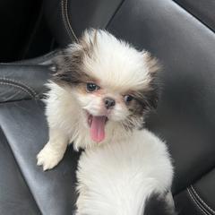 Princess - Sable and white female Japanese Chin puppy in Connecticut from Lissette's pups chins and bullies