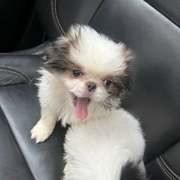Princess - Sable and white female Japanese Chin puppy in Connecticut from Lissette's pups chins and bullies