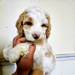 Tucker - Parti male Goldendoodle puppy in Forest, Ohio from Mini Doodle Buddies