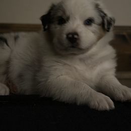Australian Shepherd Puppies from Glacier Big Sky Aussies