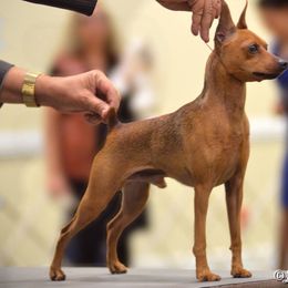 Miniature Pinschers from Marlex Min Pins