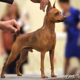 Miniature Pinschers from Marlex Min Pins