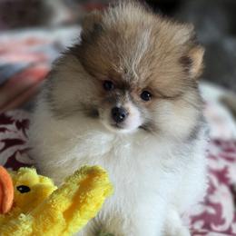 AKC Garrison Fawn Wolf Sable Parti - Wolf sable male Pomeranian puppy in Gloversville, New York from ADKPOM Adirondack Pomeranians