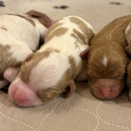 Cavapoos and Companion Crosses from Columbia Basin Puppies