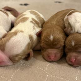 Cavapoos and Companion Crosses from Columbia Basin Puppies