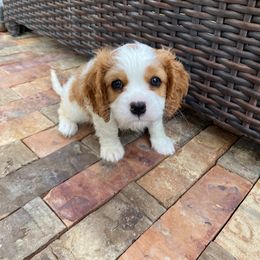 Cavalier King Charles Spaniel Puppies from Austin Cavaliers