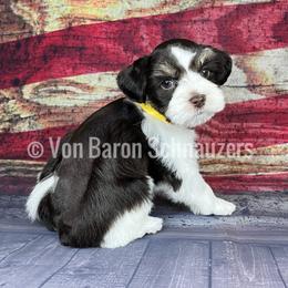 Miniature Schnauzer Puppies from Von Baron Schnauzers