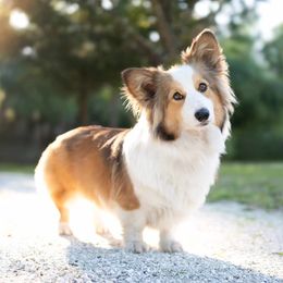 Emmie - Pembroke Welsh Corgi