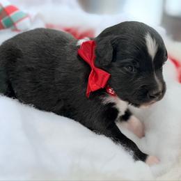Red collar with tail - Black tri male Miniature Australian Shepherd puppy in 32046, Florida from River Hill Ranch