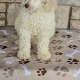 Aussiedoodle, Bordoodle, Goldendoodle, Irish Doodle, Labradoodle, and Poodle Puppies from Sugar Camp Canine - Maxwell