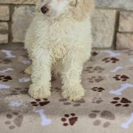 Aussiedoodle, Bordoodle, Goldendoodle, Irish Doodle, Labradoodle, and Poodle Puppies from Sugar Camp Canine - Maxwell