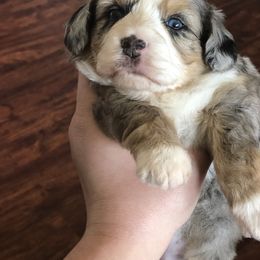 Aussiedoodle Puppies from Ohana Companions