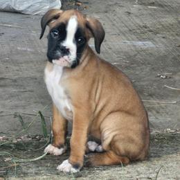 Boxer Puppies from Sergeant's Boxers