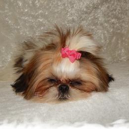 ELLIE - Shih Tzu