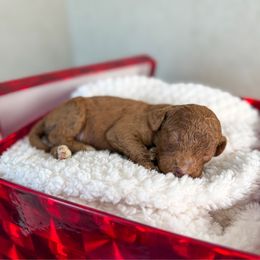 Stu Lou Who - Red  male Goldendoodle puppy in Warsaw, Ohio from Lovabledoodles