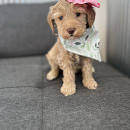 Goldendoodle Puppies from Liberty Creek Farms