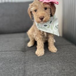 Goldendoodle Puppies from Liberty Creek Farms