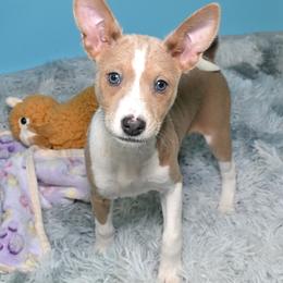 Red male, lighter - Red and white male Basenji puppy in Eugene, Oregon from Basenji Puppies