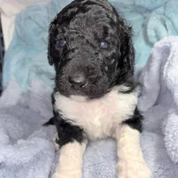 Valor - Parti male Poodle puppy in Meadowbrook, California from Standard Poodle Pups