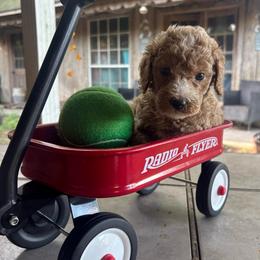 Hot Pink Female - rio de janeiro,  Brazel - Phantom female Goldendoodle puppy in Eunice, Louisiana from Maison De Pawz