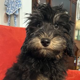 Wesley - Phantom male Goldendoodle puppy in Lowville, New York from Adirondack Labradoodles