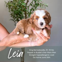 Leia - Red female Bernedoodle puppy in South Jordan, Utah from Wonderful World Doodles